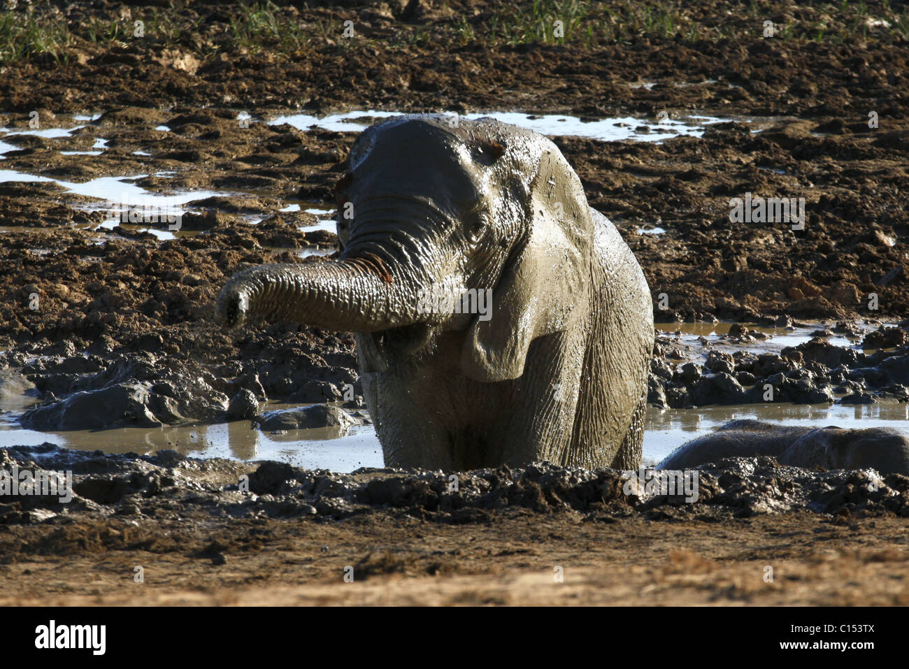 GRAUE afrikanische Elefanten im Wasserloch ADDO ELEPHANT NATIONAL PARK in Südafrika 29. Januar 2011 Stockfoto