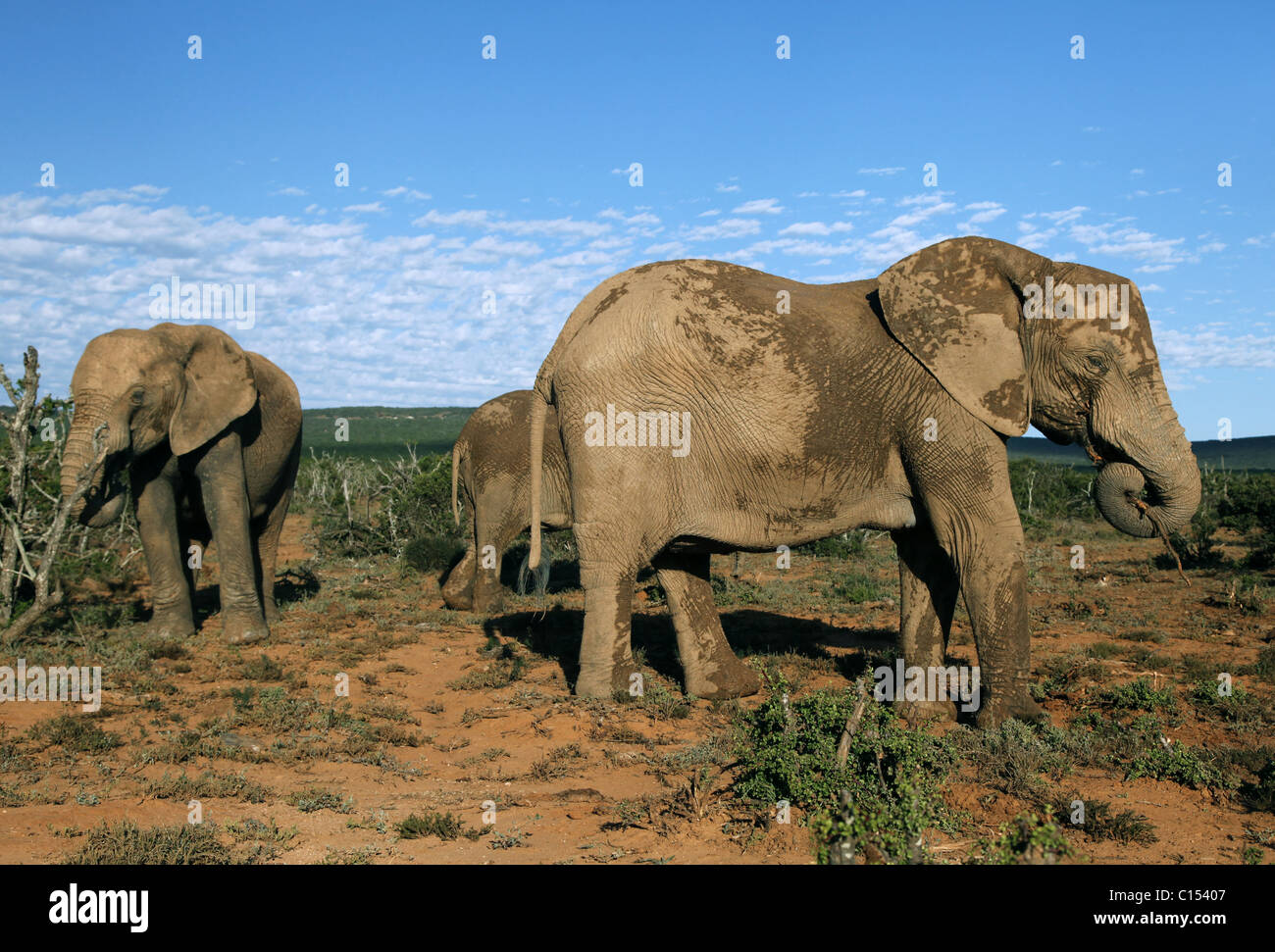 Braun afrikanische Elefanten ADDO ELEPHANT NATIONAL PARK-Südafrika 29. Januar 2011 Stockfoto