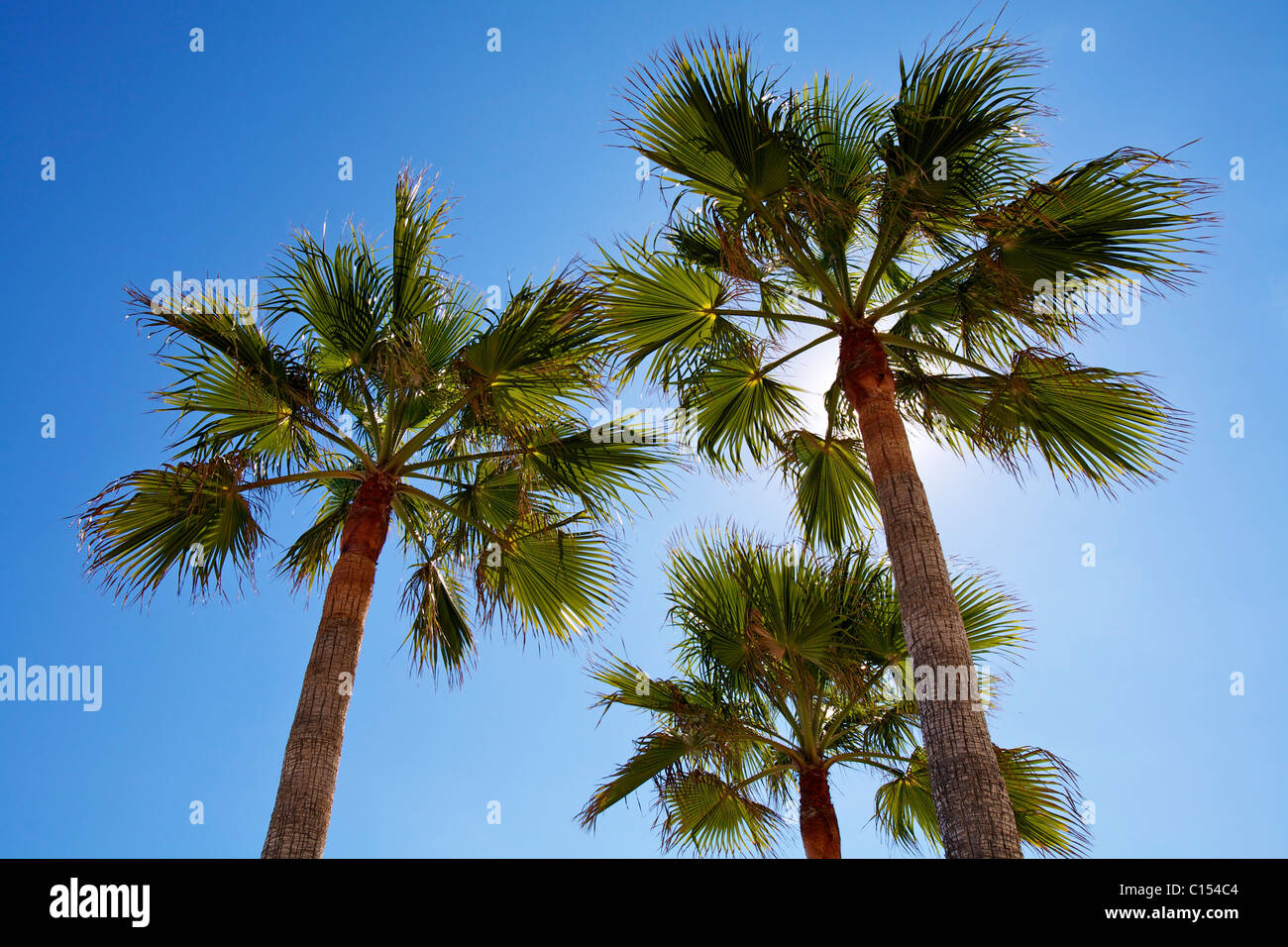 Drei Palmen. Stockfoto