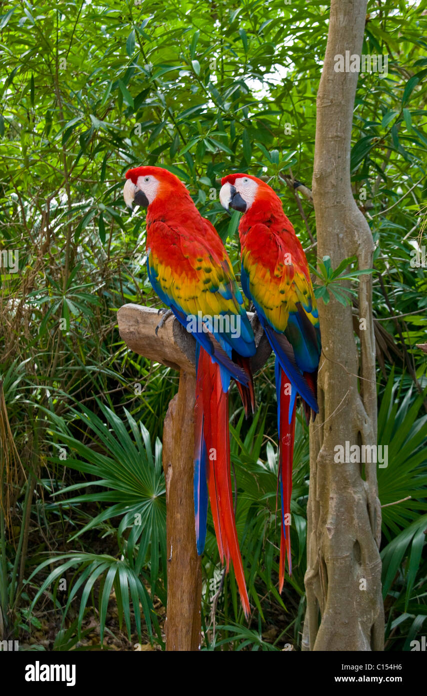 Farbenfrohe Papageien Stockfoto