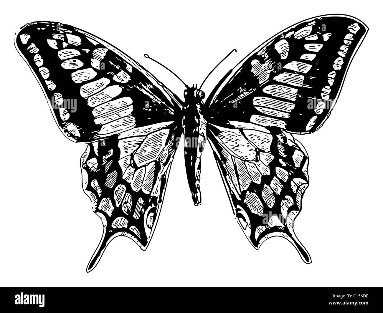 Alten graviert Abbildung von einer alten Welt Schwalbenschwanz oder Papilio Machaon, isoliert auf weiss. Stockfoto