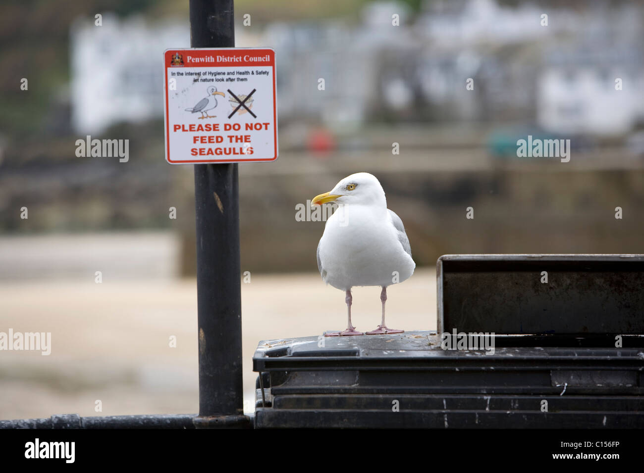 Eine Möwe sitzt auf einem Abfallbehälter neben einem Schild mit der Aufschrift "Bitte nicht die Möwen in St Ives füttern" Stockfoto