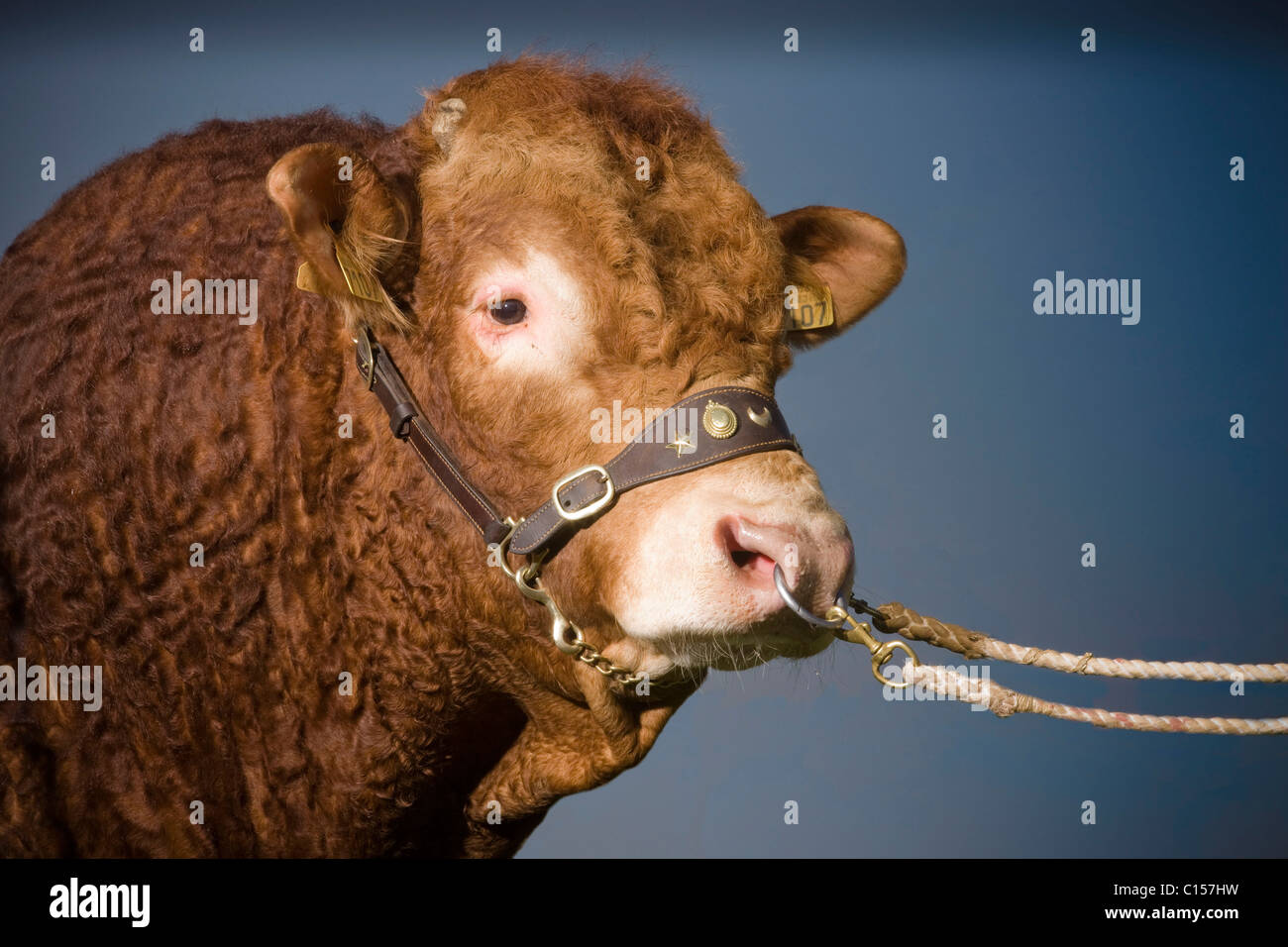 Britische Limousin Stier Stockfoto