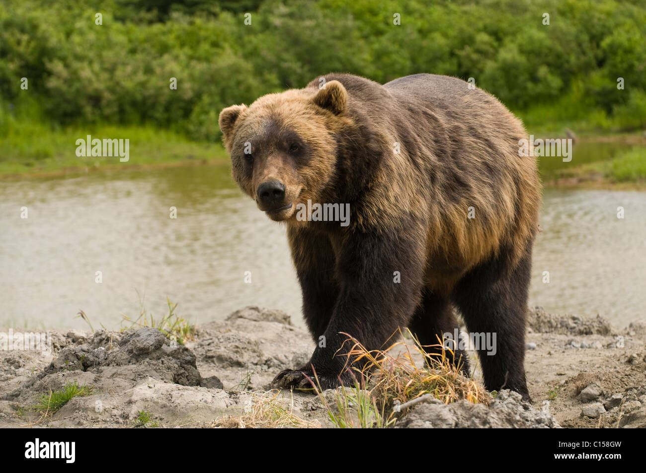 Eine nordamerikanische Grizzlybär am Fluss in Alaska Stockfoto