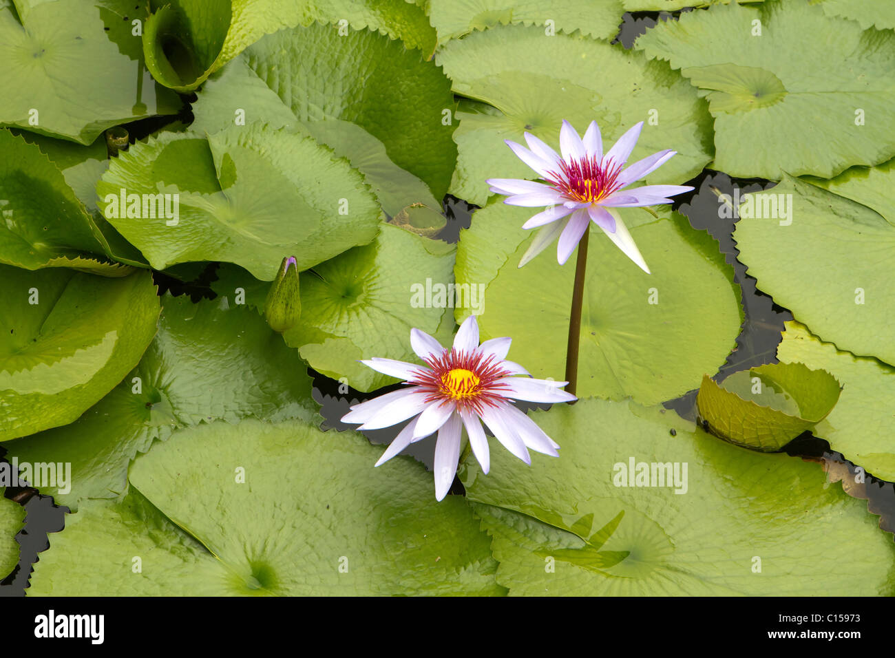 Schwimmen im teich Fotos und Bildmaterial in hoher Auflösung Alamy