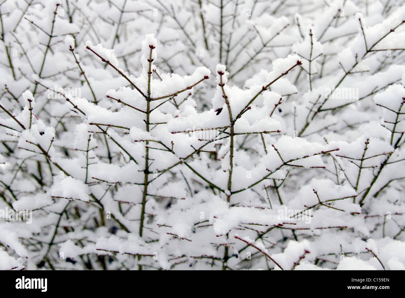 Winter Schnee auf Strauch Pflanzen Hintergrund Stockfoto