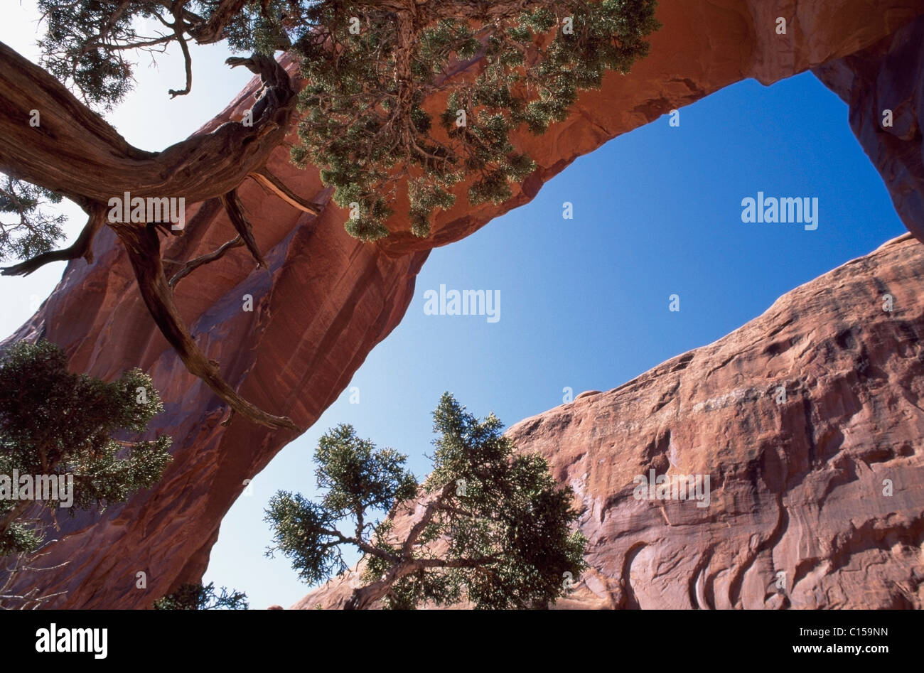 Pine Tree Arch Stockfoto