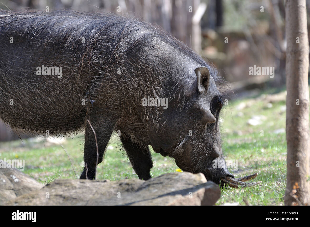 Warzenschwein Stockfoto