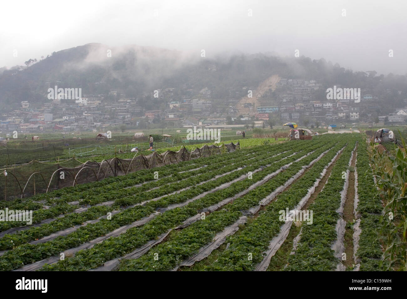 Nebel auf dem Erdbeerfeld in La Trinidad Tal, Baguio, Benguet Provinz, Philippinen Stockfoto