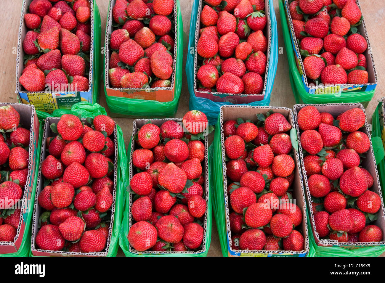 geernteten Erdbeeren Früchte bereit für den Verbrauch in La Trinidad Tal, Baguio City, Philippinen Stockfoto