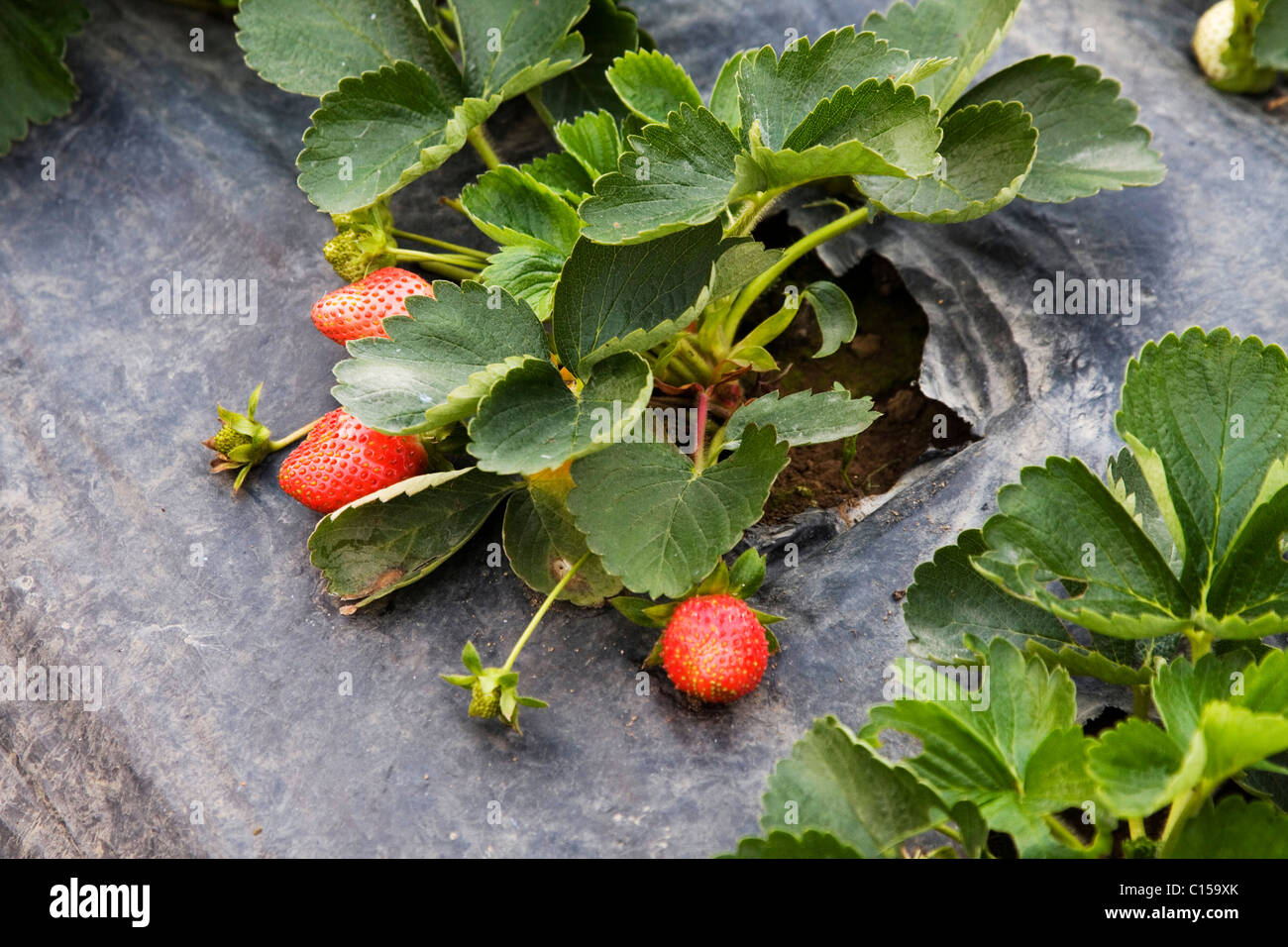 Kommerziell angebaut Erdbeerpflanzen in La Trinidad Tal, Baguio City Stockfoto