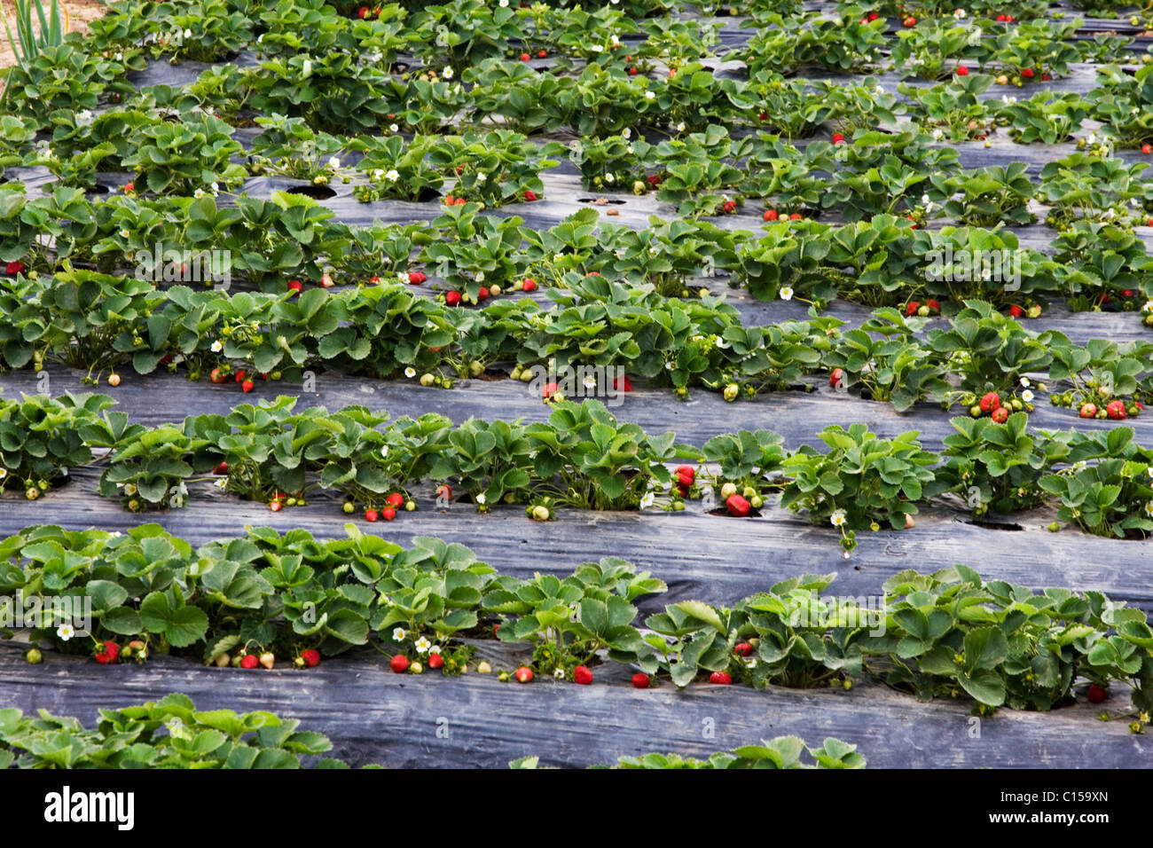 Kommerziell angebaut Erdbeerpflanzen in La Trinidad Tal, Baguio City Stockfoto