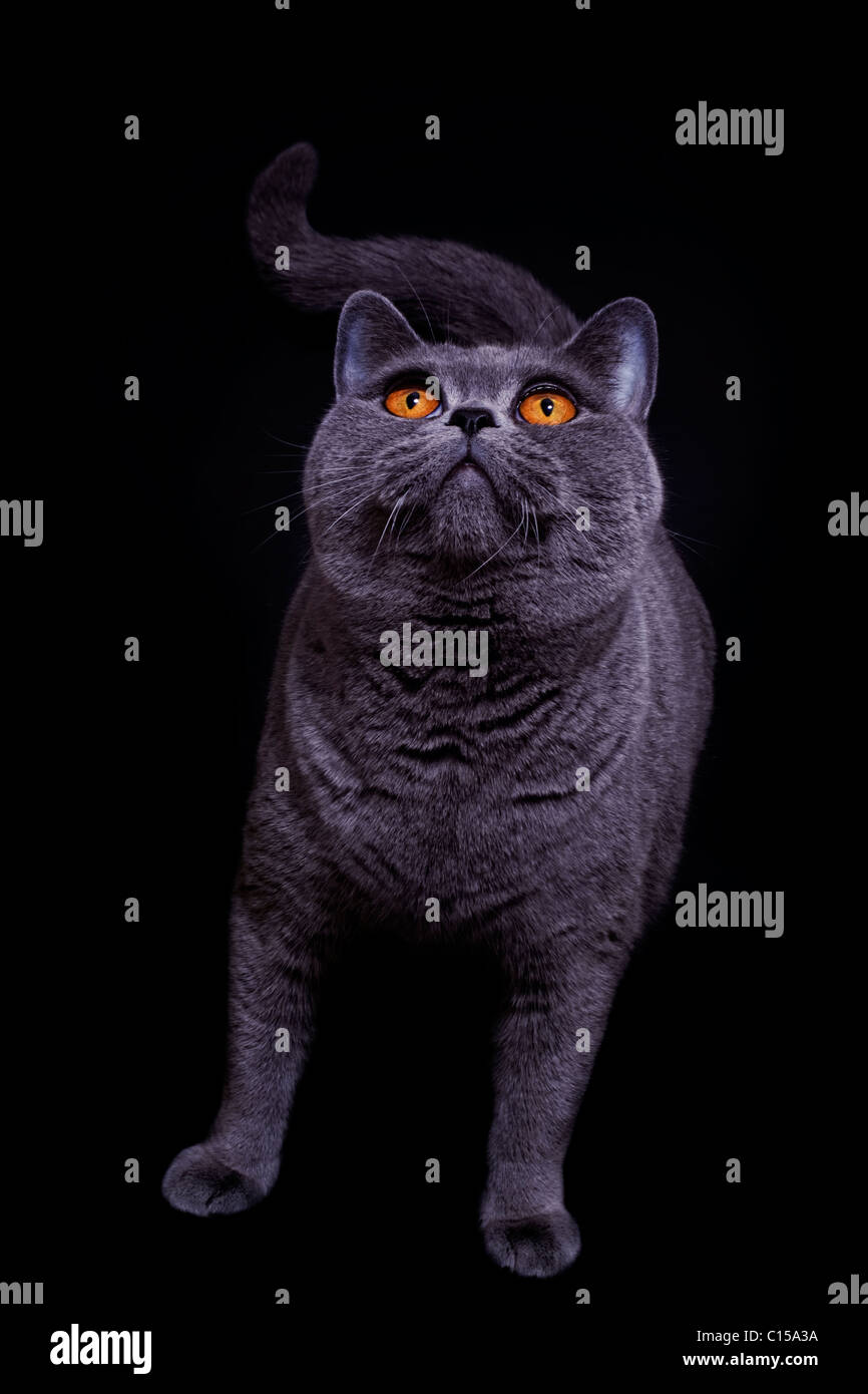 Graue Vollblut britische Katze auf einem schwarzen Hintergrund Stockfoto
