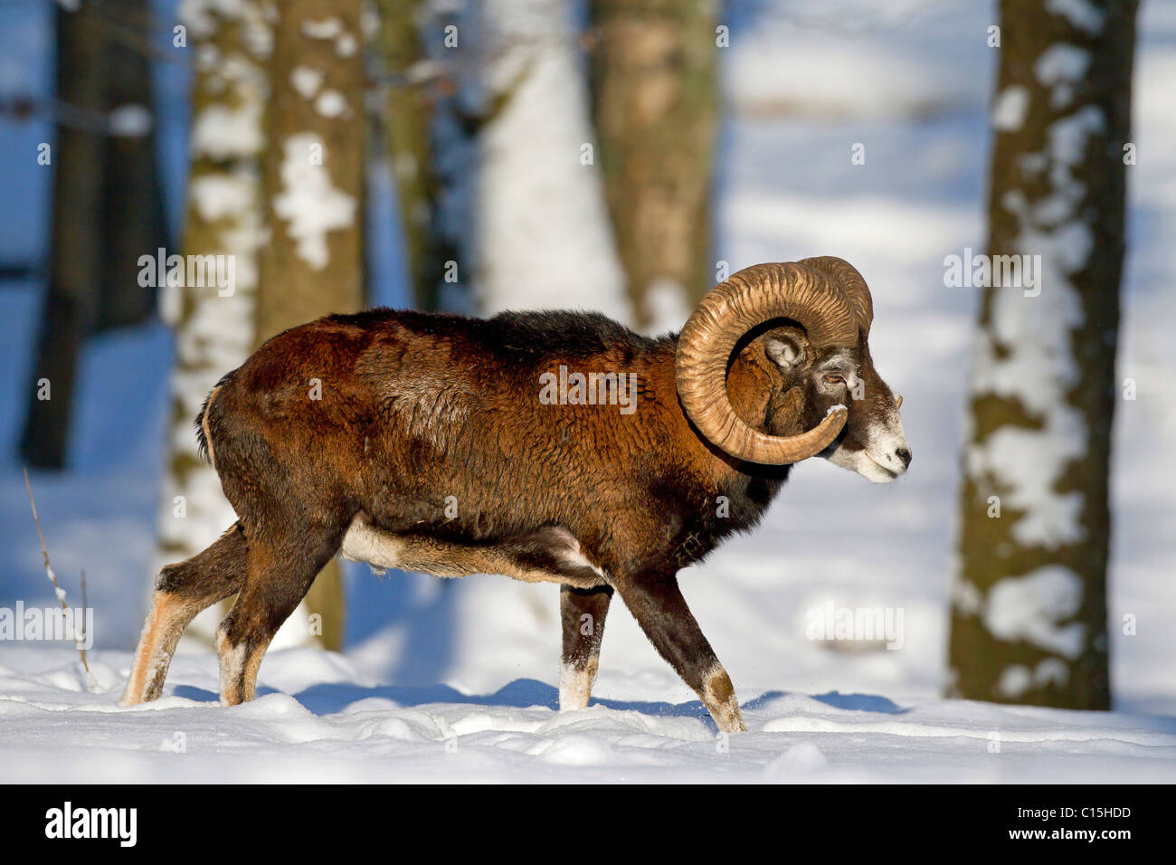 Mufflon (Ovis Ammon), ram im Schnee. Stockfoto
