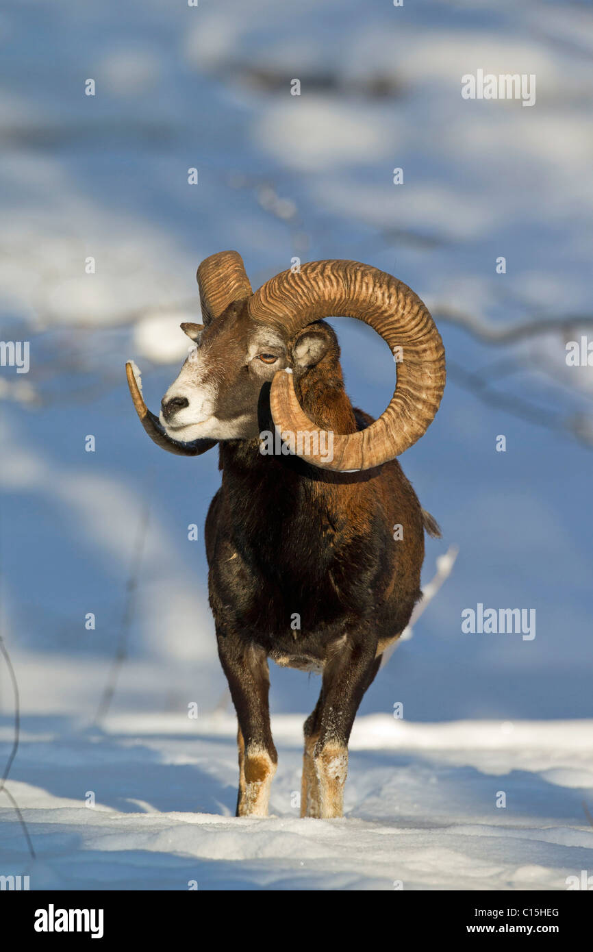 Mufflon (Ovis Ammon), ram im Schnee. Stockfoto