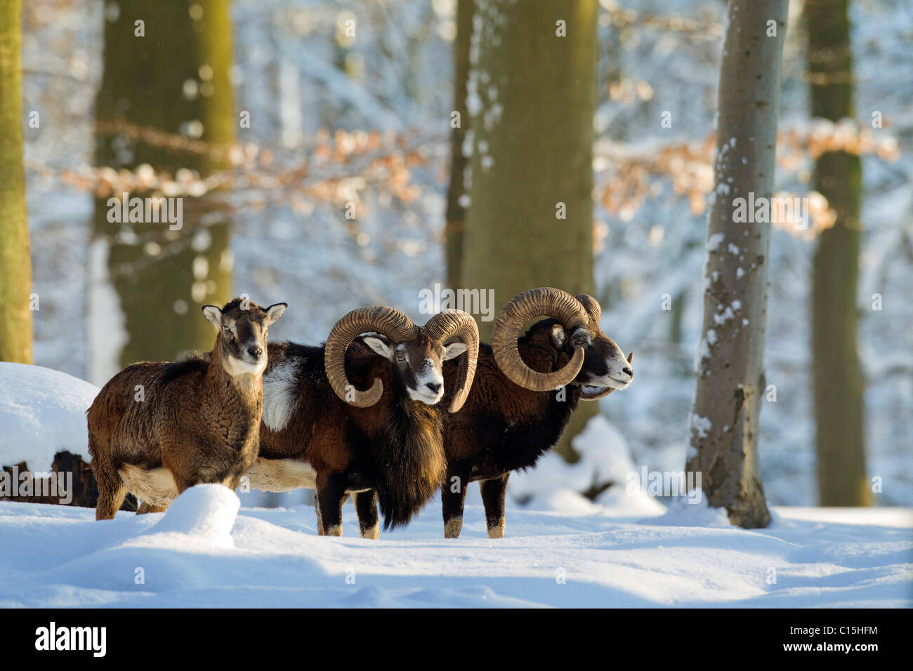 Mufflon (Ovis Ammon), Männchen und Weibchen im Schnee. Stockfoto