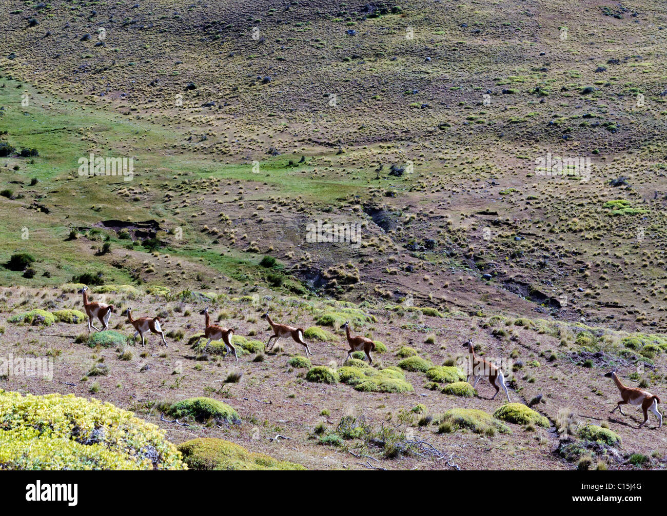 Guanakos in El Calafate in Patagonien, Argentinien Stockfoto