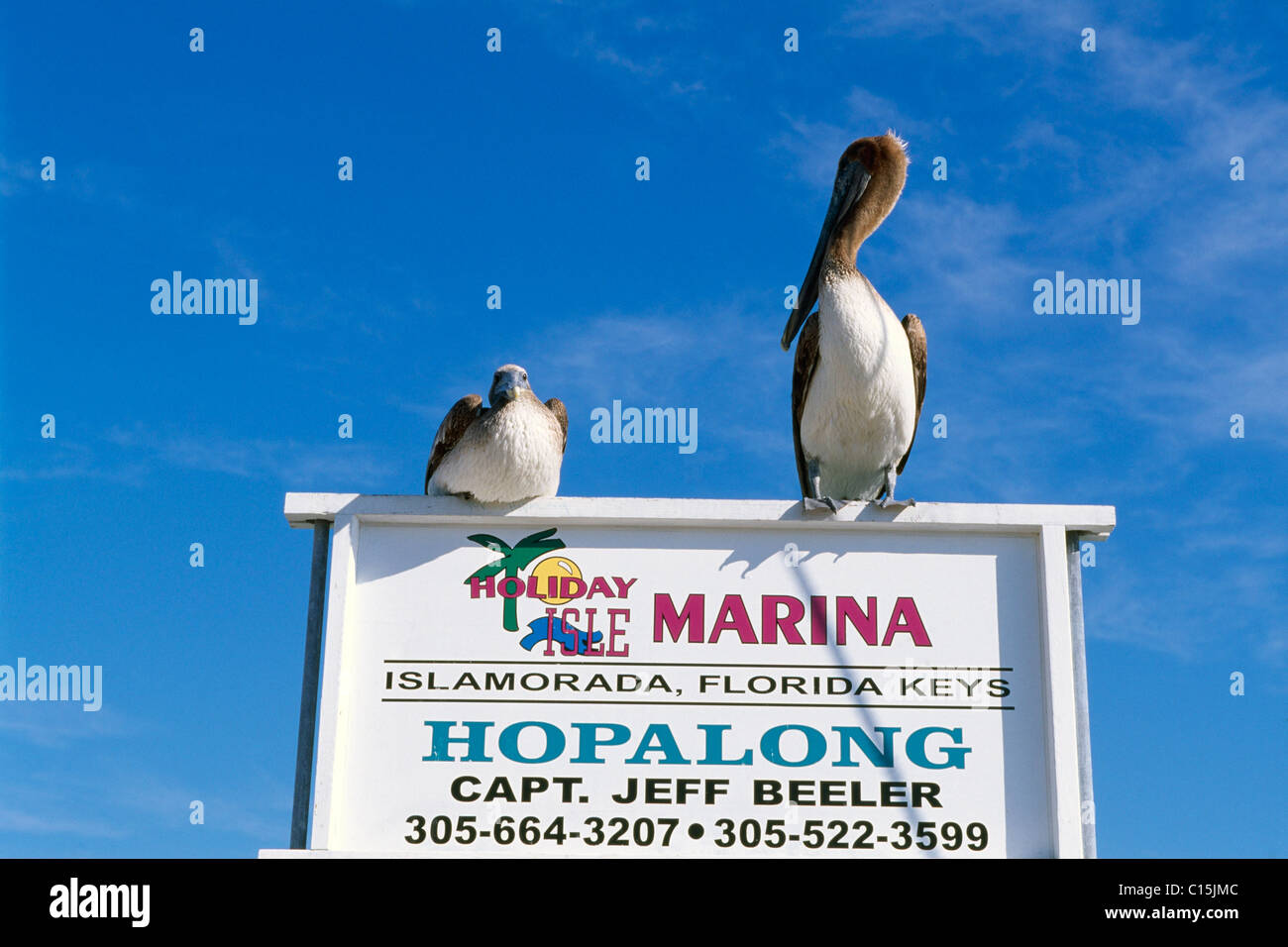 Hafen von Holiday Isle Resort Islamorada Key, Florida Keys, Florida, USA Stockfoto