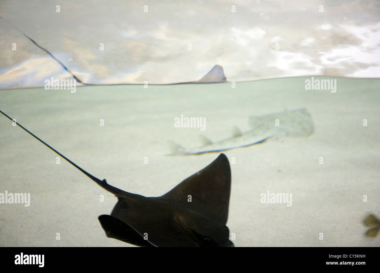 Adlerrochen bei Cape Town "Two Oceans Aquarium" Stockfoto