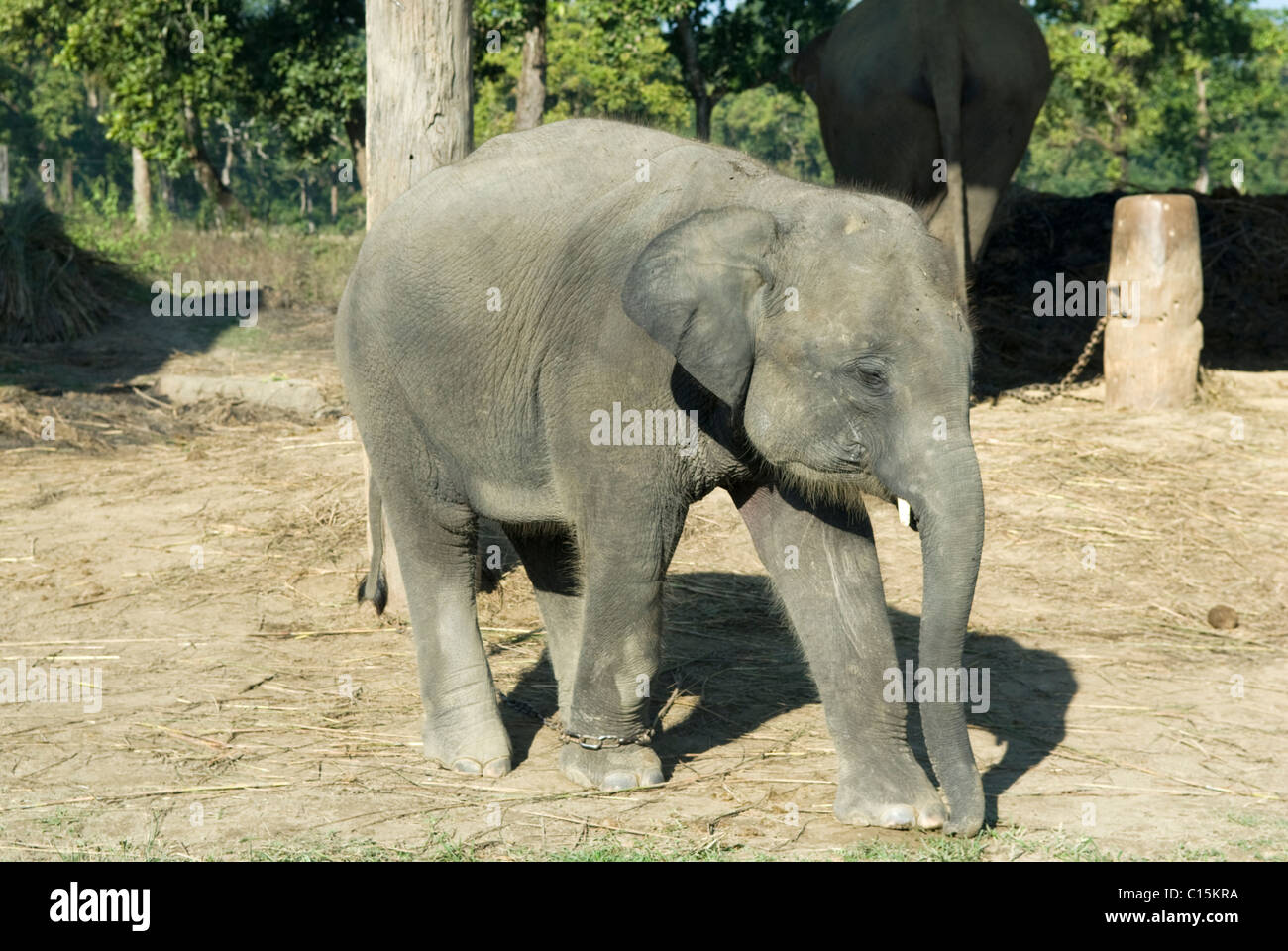 Ein Baby-Elefant auf dem Elephant Breeding Centre, Khorsor, Chitwan. Stockfoto