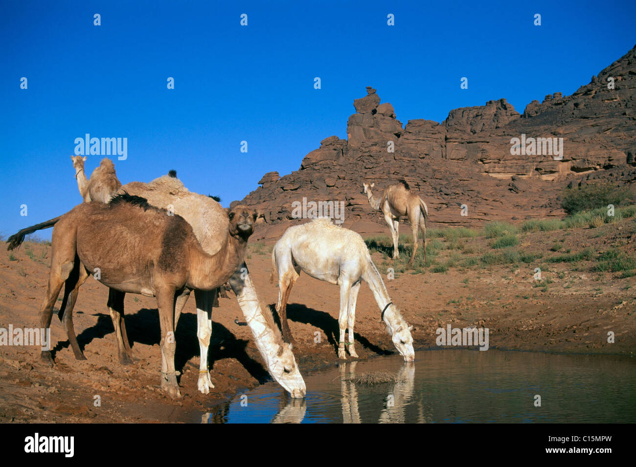 Kamele trinken an einer Oase, Tadrart Acacus, Libyen, Afrika Stockfoto Kamele trinken an einer Oase, Tadrart Acacus, Libyen, Afrika Stockfoto