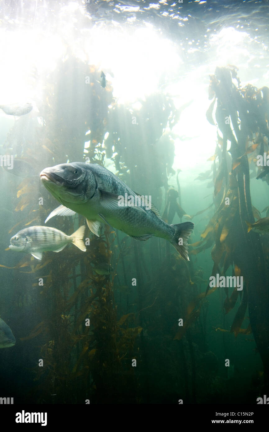 Two Oceans Aquarium - die Kelp Forest-Ausstellung Stockfoto