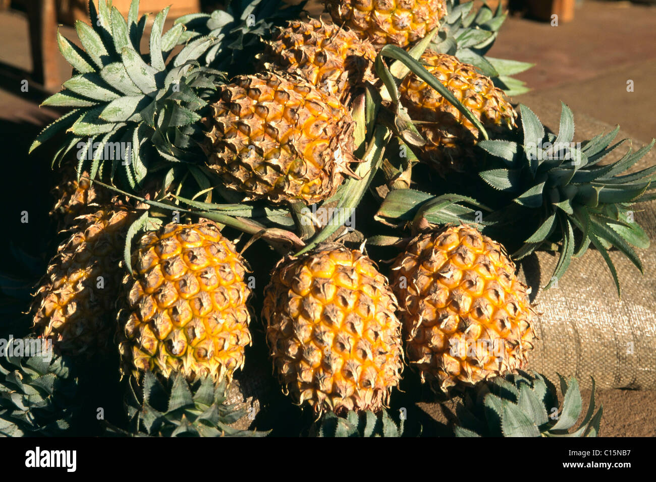 Ananas, Sri Lanka, Südasien Stockfoto