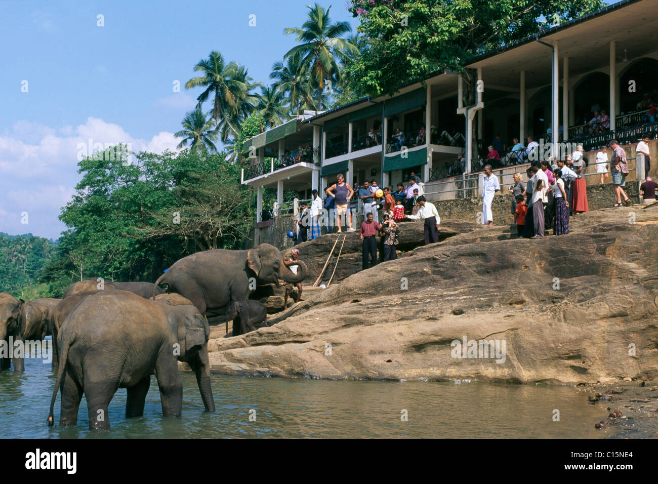Elefanten (Elephantidae) im Maha Oya River an das Elefantenwaisenhaus in Pinnawela, Sri Lanka, Asien Stockfoto