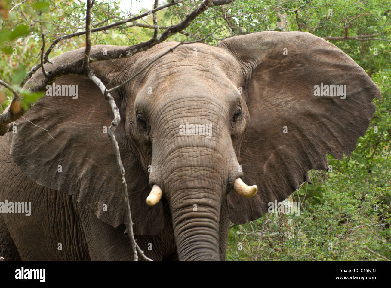 Elefant Stockfoto