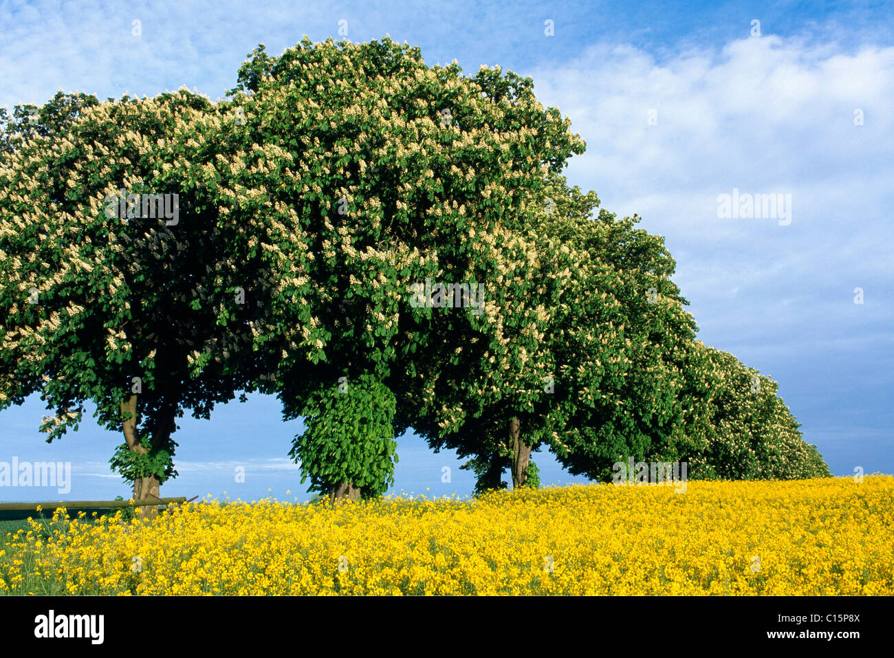 Allee der blühenden Kastanien Bäume neben Raps Feld, Schleswig-Holstein, Deutschland, Europa Stockfoto