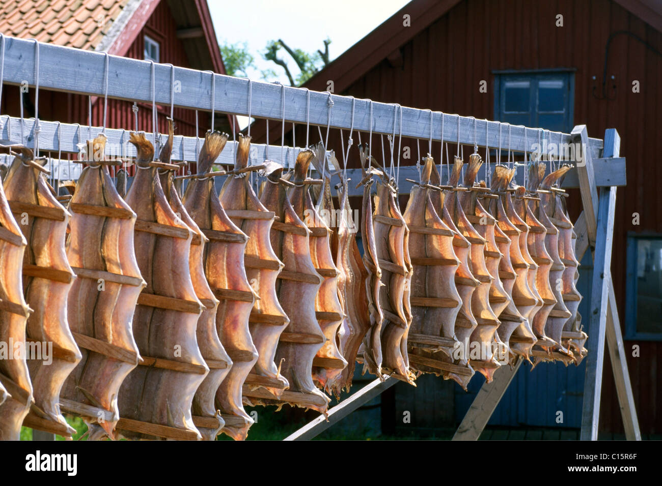 Trocknen der Fische, Kyrkesund, Tjoern Insel, Bohuslaen, Schweden, Skandinavien Stockfoto