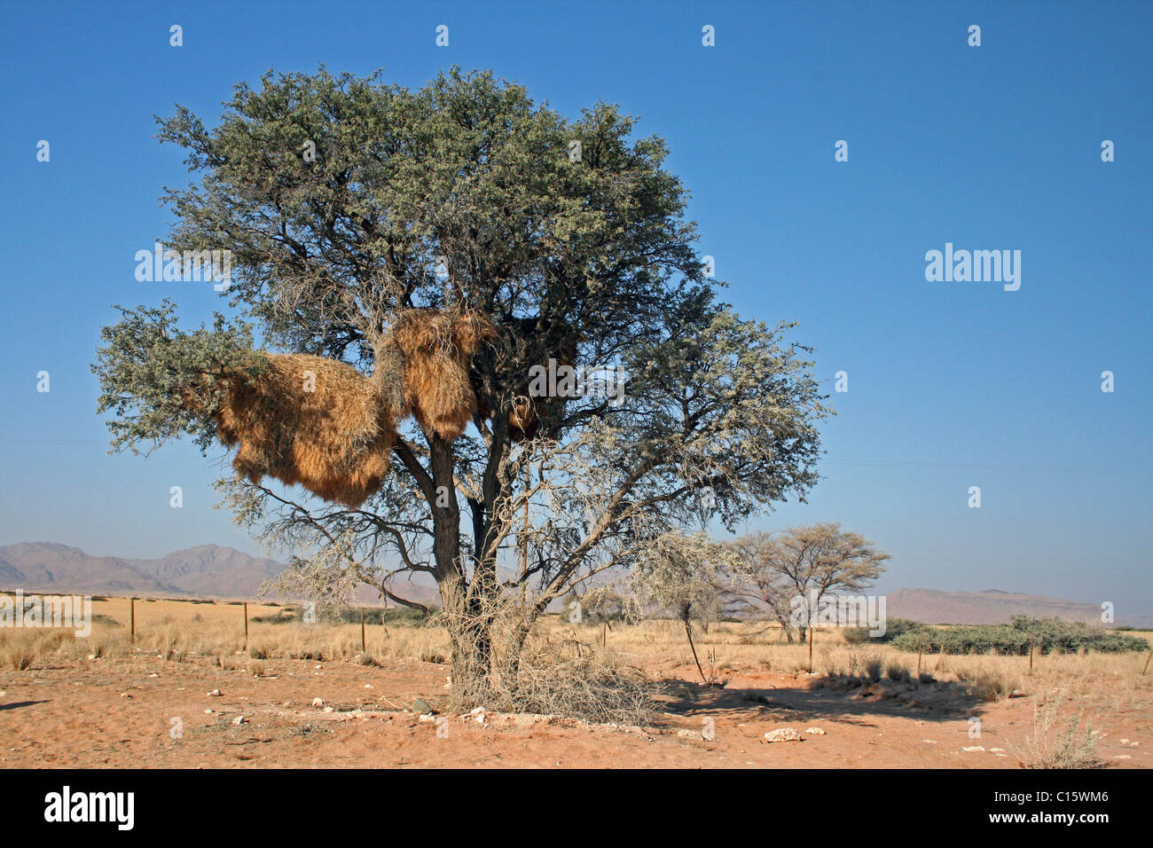 Verschachtelung Kolonie von Sociable Weber Philetairus Socius, Namibia Stockfoto