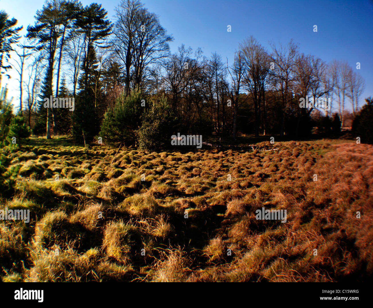 Szenen-Heide-Land-Natur-norfolk Stockfoto