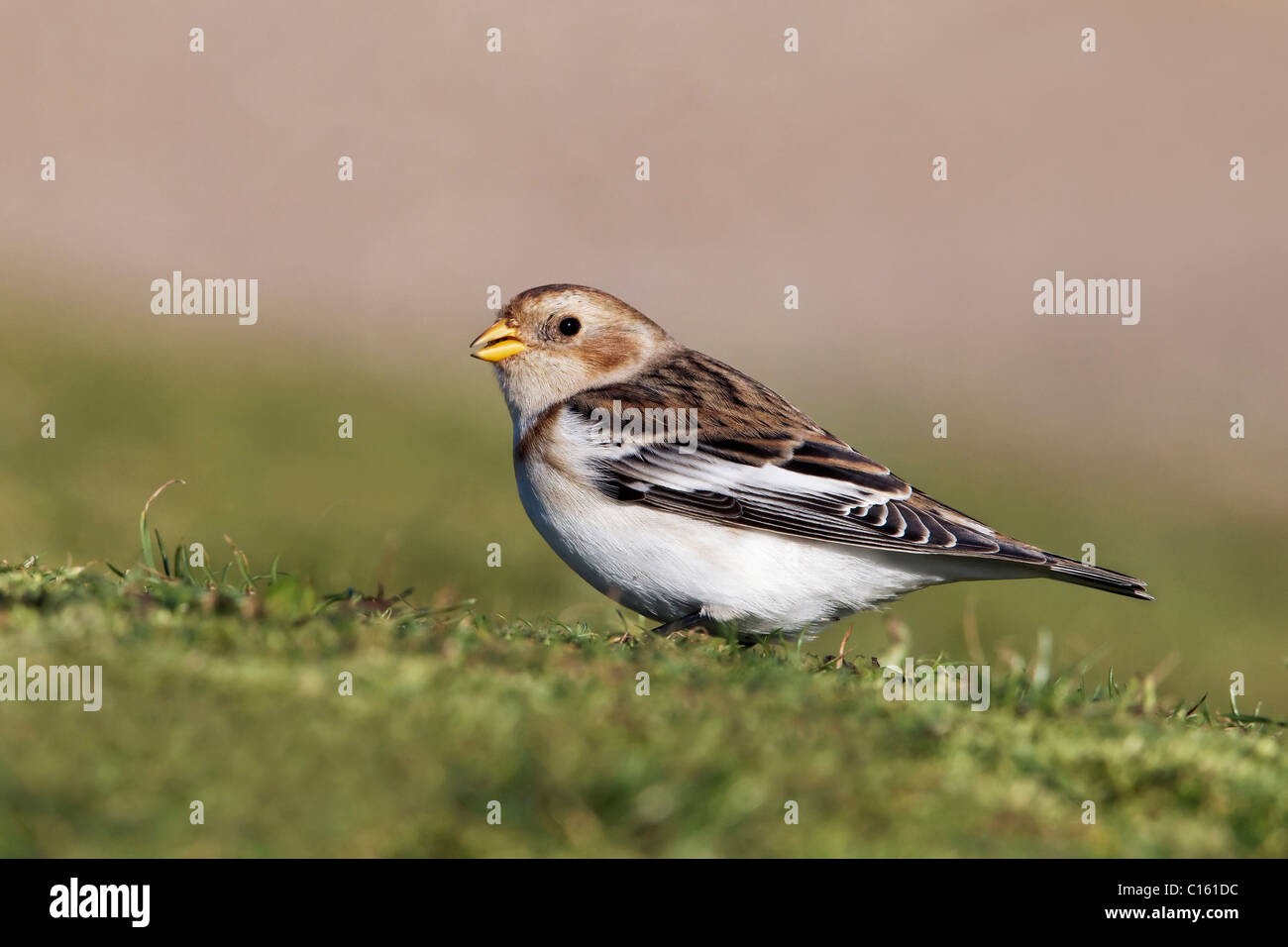 Ein Erwachsener Winterkleid Snow Bunting Stockfoto