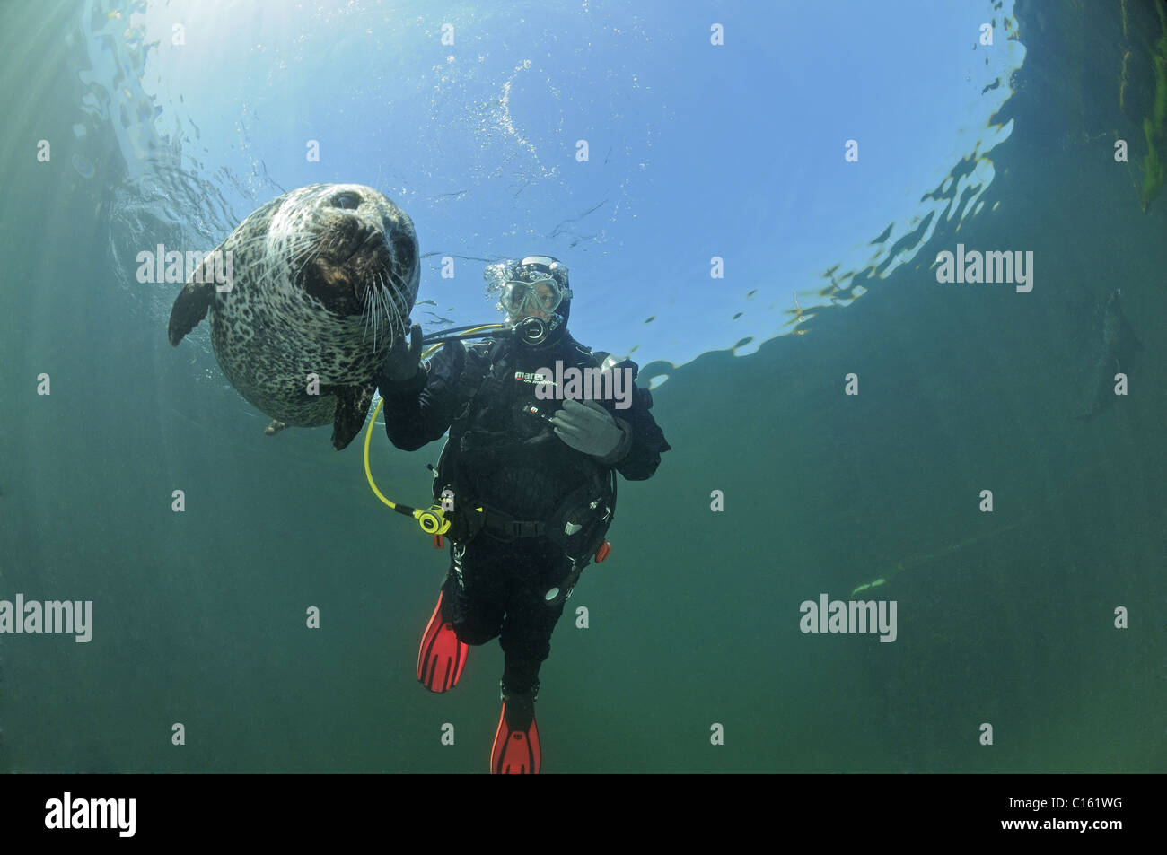 Seehund Tauchen Stockfotos &amp; Seehund Tauchen Bilder Alamy