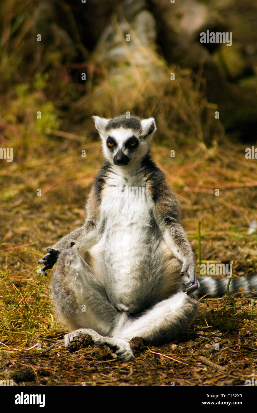 Ein Ring tailed Lemur Sonnenbad am Yorkshire Wildlife Park Stockfoto