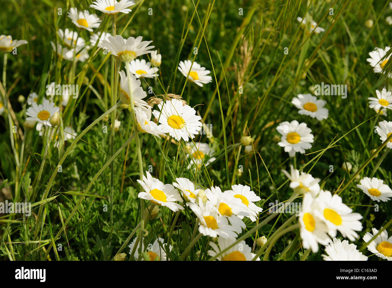 Kamillenblüten in den Garten, Kamillenblüten Stockfoto
