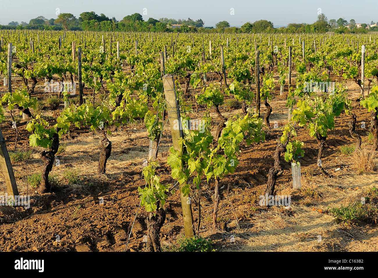 Rebe Hof, Pineau des Charentes Charente Maritime Abteilung, Frankreich Stockfoto