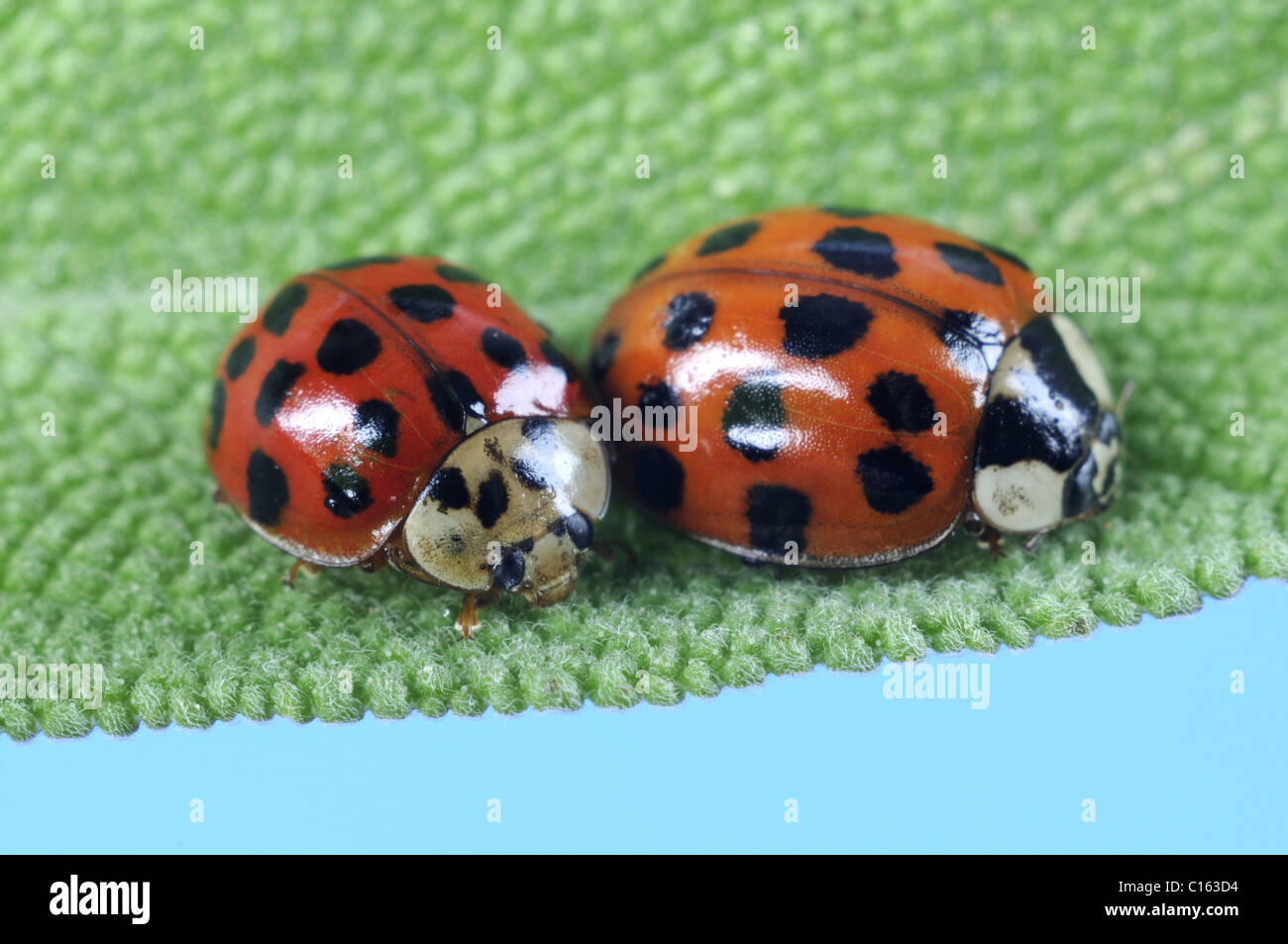 Asiatische Lady beetle Stockfoto