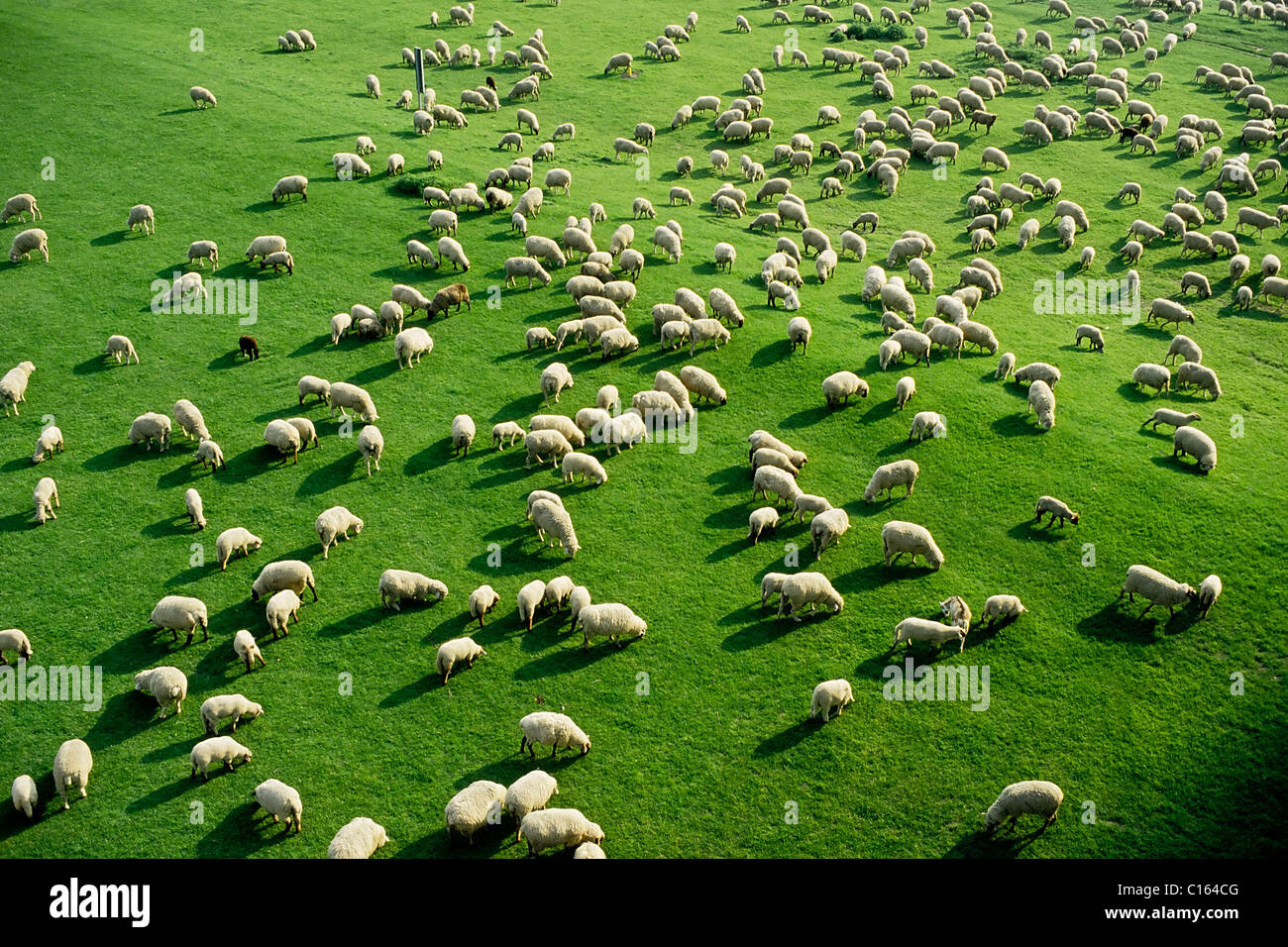 Große Herde Schafe grasen auf einer grünen Wiese, Vogelperspektive, Rheinaue Feuchtgebiete von Düsseldorf, Niederrhein-region Stockfoto