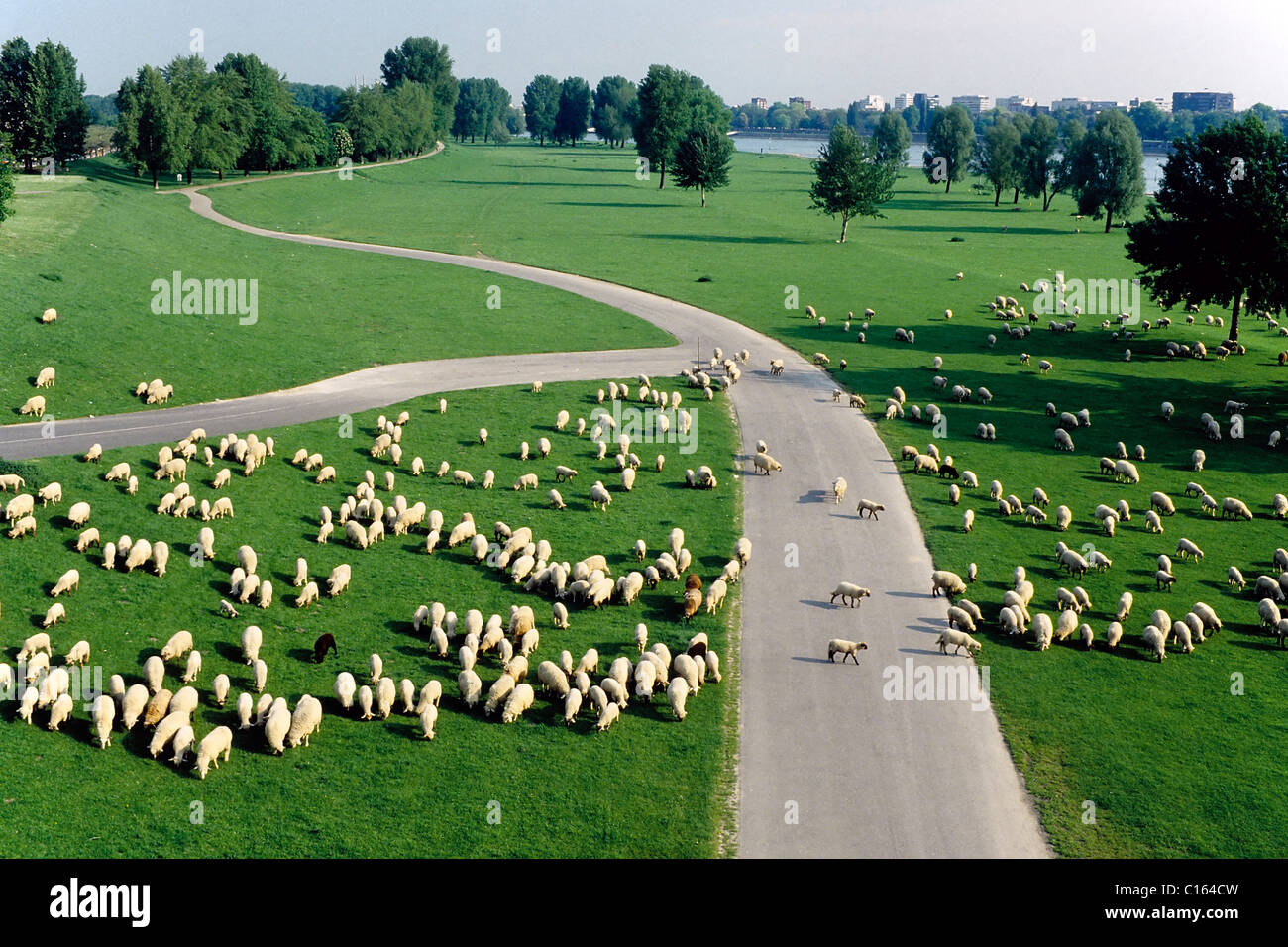 Große Herde Schafe grasen auf einer grünen Wiese, links und rechts eine Straße, Vogelperspektive, Rheinaue Feuchtgebiete von Düsseldorf Stockfoto