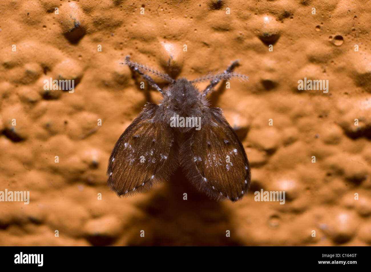 Nahaufnahme Foto einer Motte Fliege (Psychodidae sp) Stockfoto