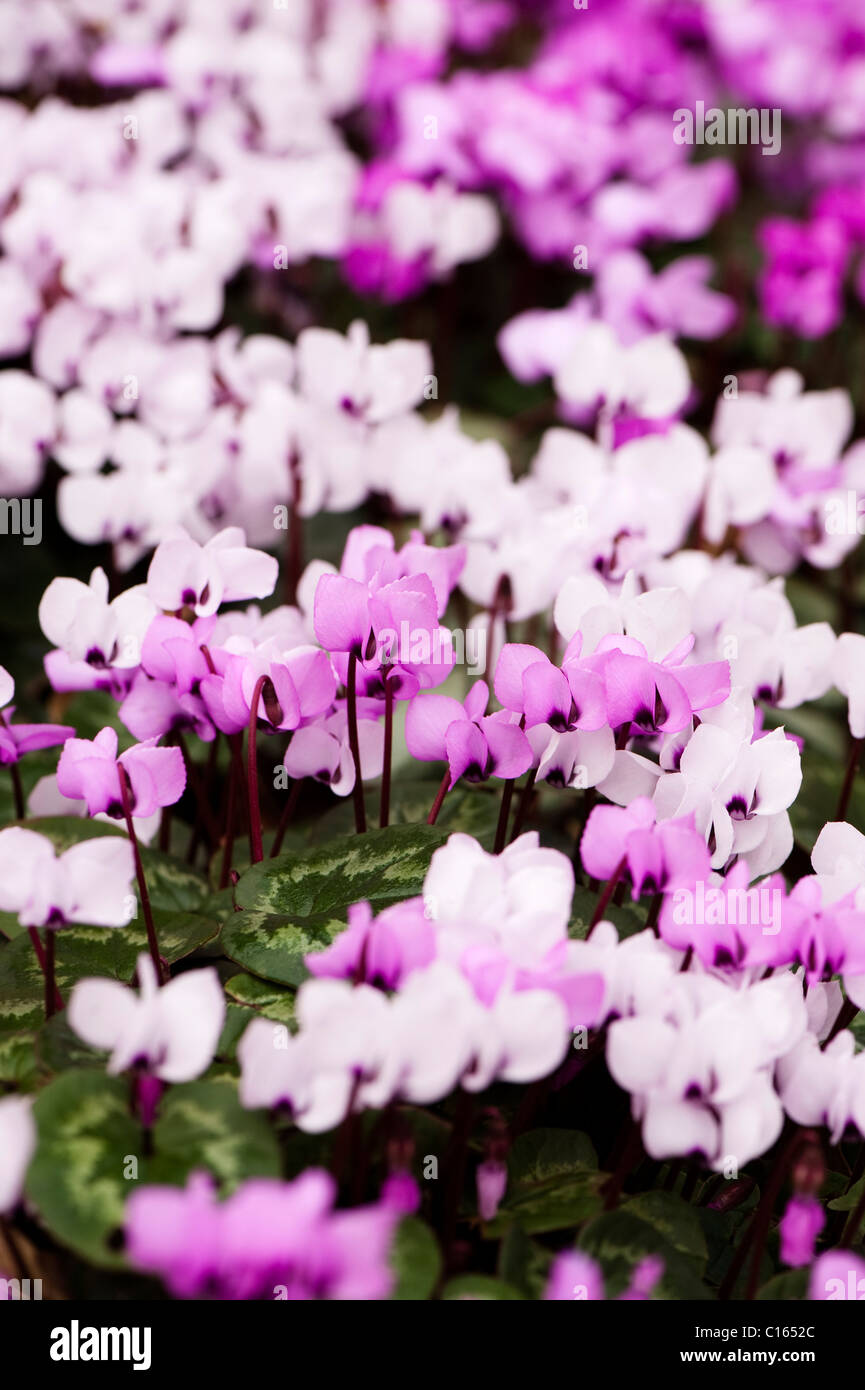 Cylamen Coum in voller Blüte im Februar Stockfoto