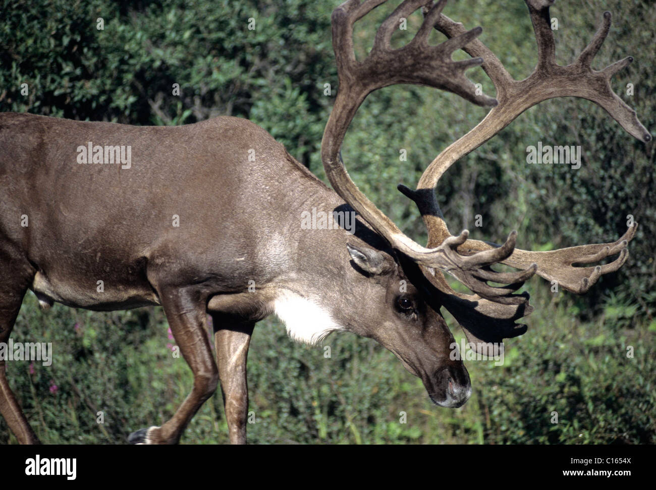 Bull Caribou, Denali-Nationalpark, Alaska Stockfoto