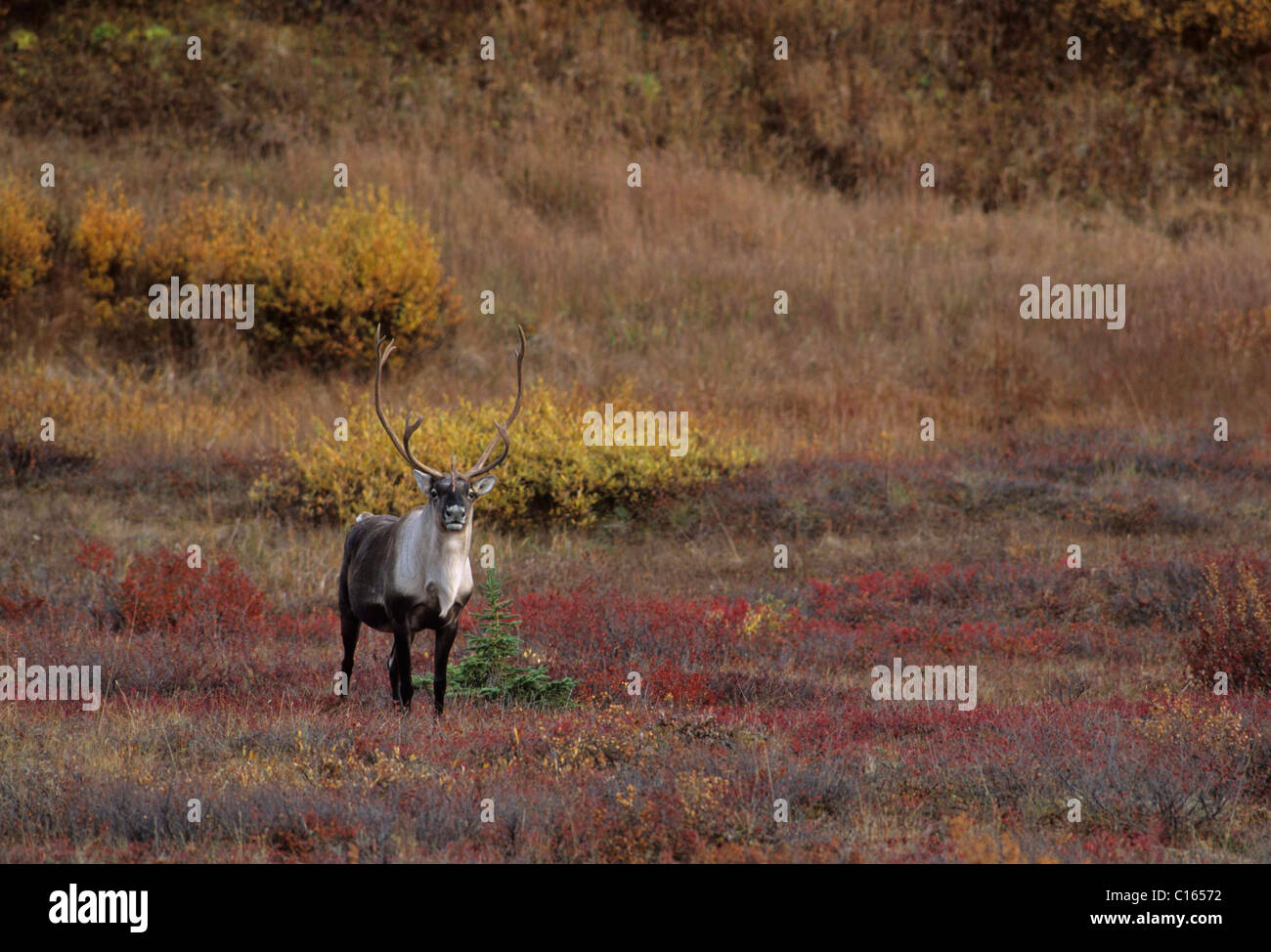 Bull Caribou, Denali-Nationalpark, Alaska Stockfoto