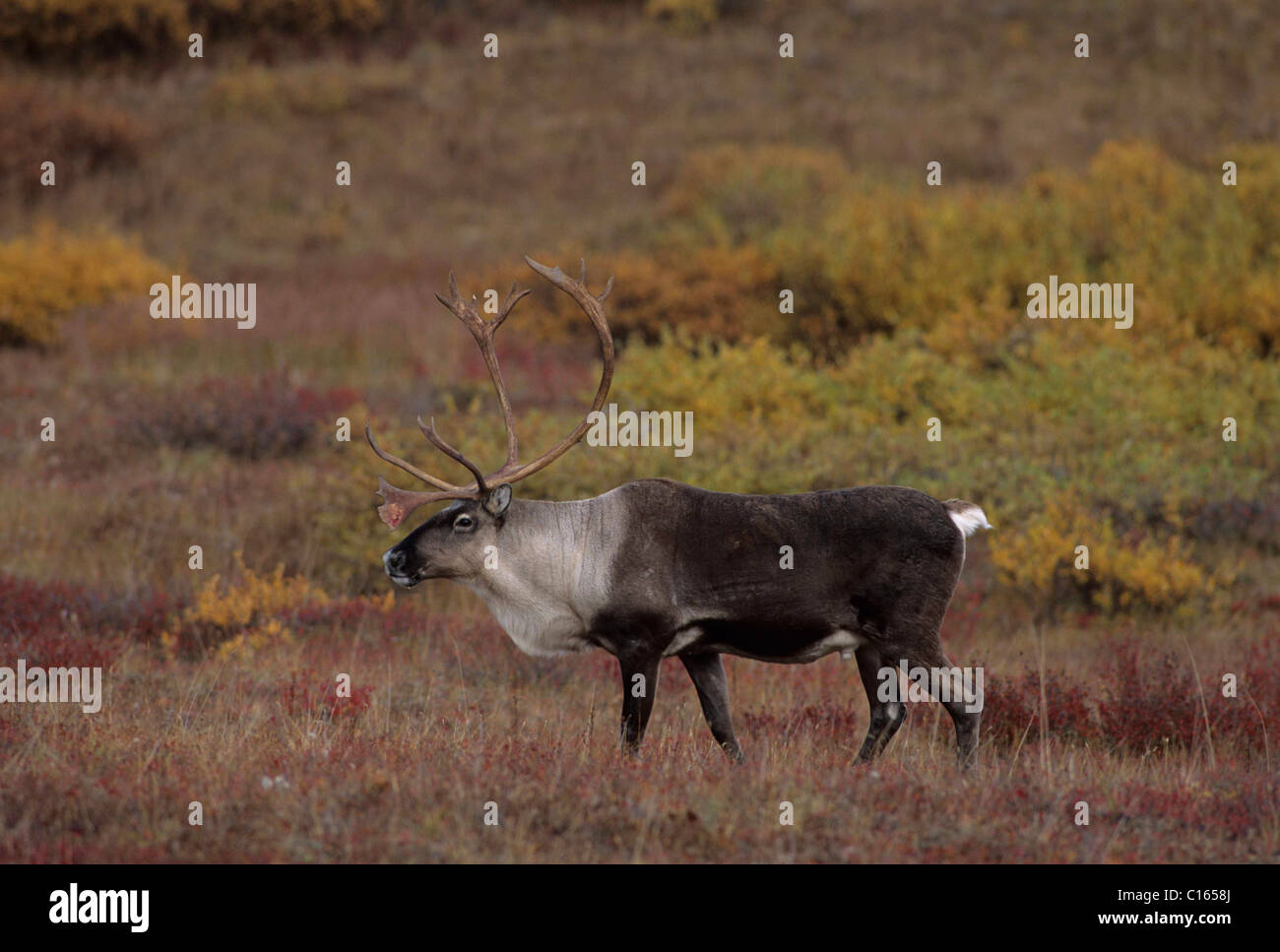 Bull Caribou, Denali-Nationalpark, Alaska Stockfoto