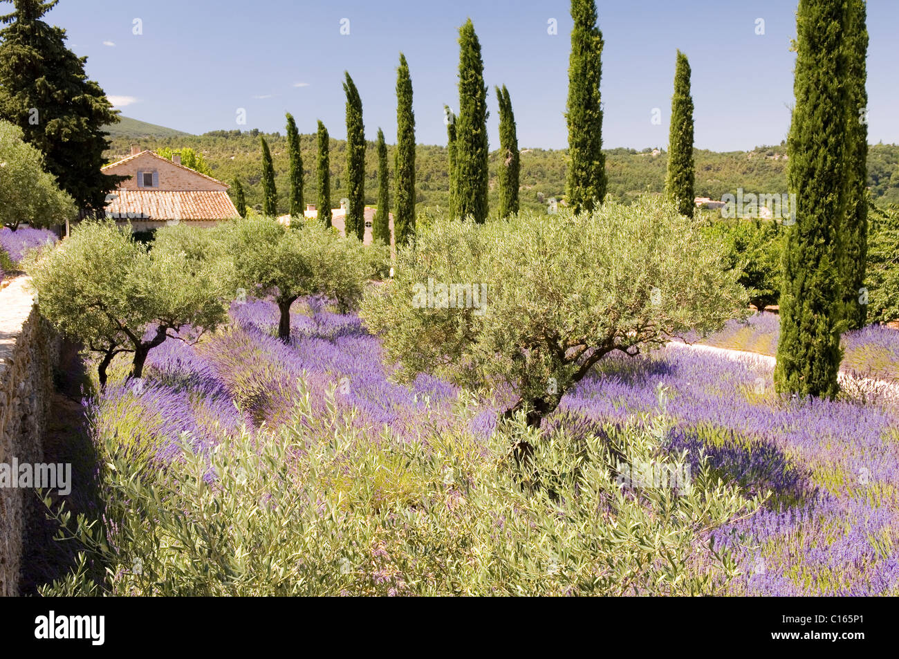 Olivenbäumen und Zypressen Baum Hain Teppichboden mit Lavendel in der Provence Stockfoto