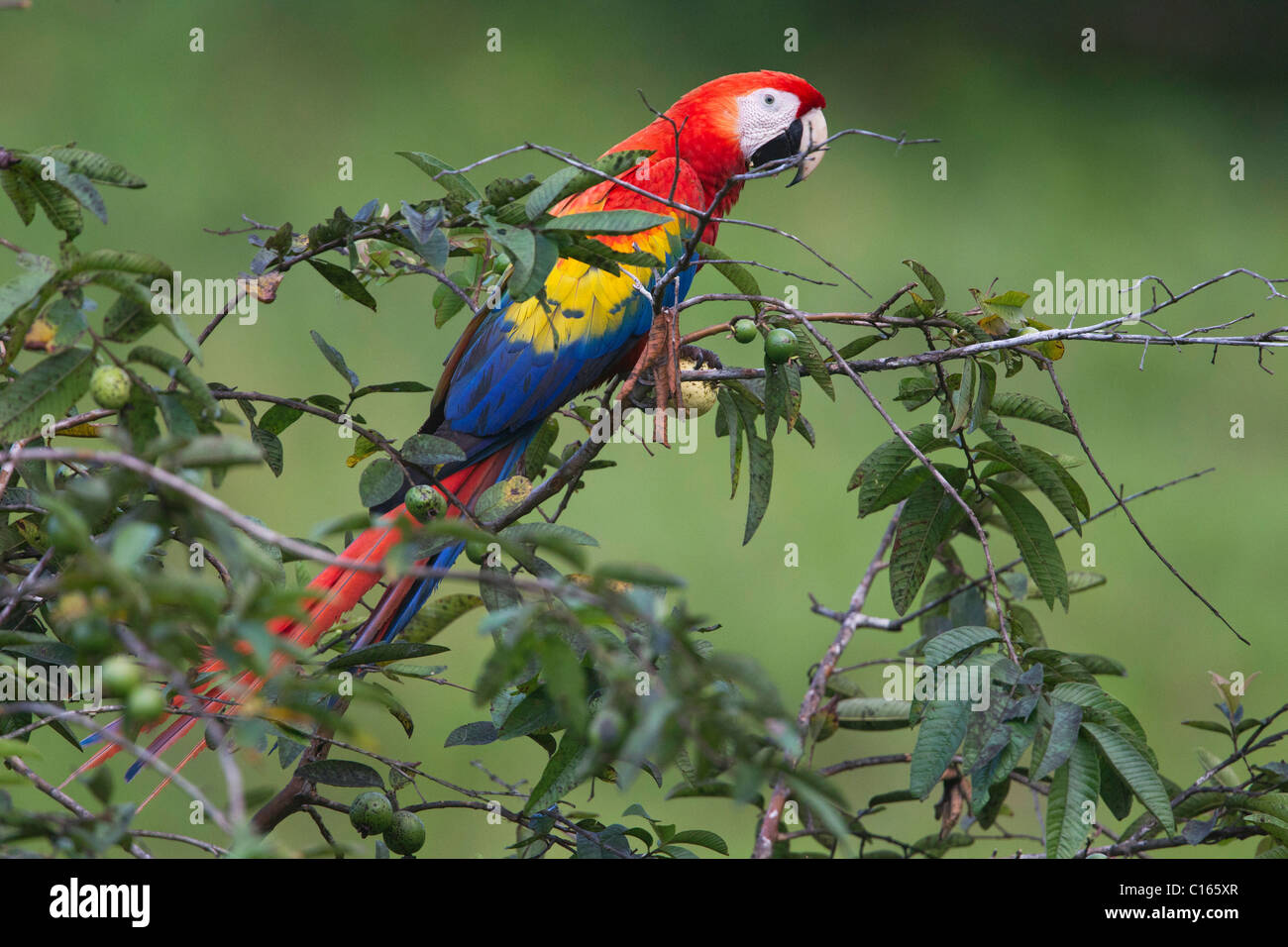 Hellroten Aras (Ara Macao) ernähren sich von einer Niederlassung, Costa Rica, Osa Halbinsel. Stockfoto