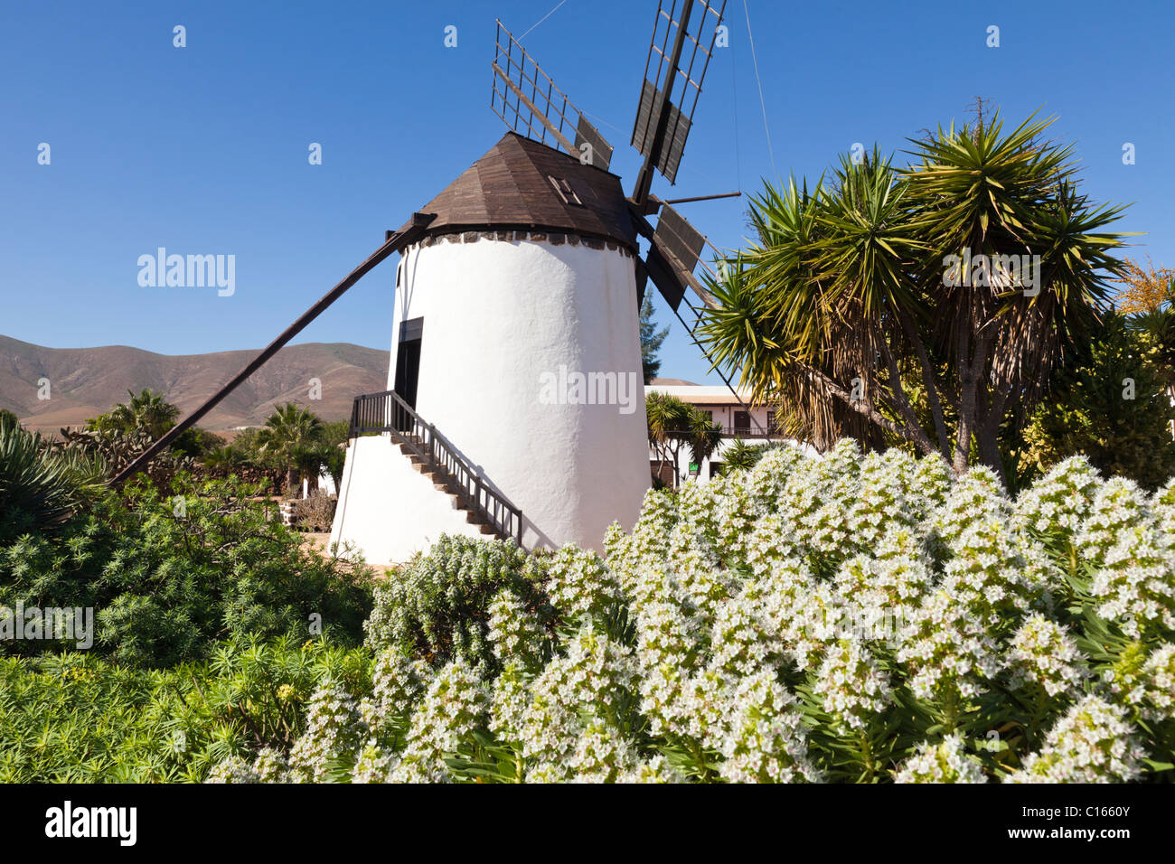 Die traditionelle Windmühle am Antigua Windmühle Craft Centre, auf der Kanarischen Insel Fuerteventura Stockfoto