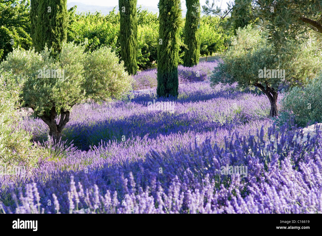 Olivenhain mit Lavendel in der Provence, Frankreich Stockfoto